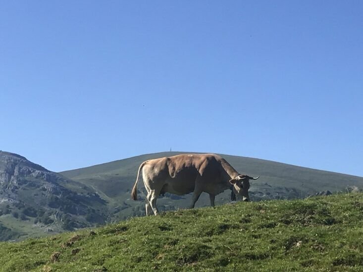 Subida al Gorbea desde Pagomakurre Subida al Gorbea desde Pagomakurre