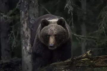 Qué hacer si te encuentras un oso en la montaña