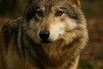Que hacer si te encuentras con un lobo
